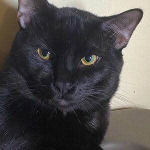 Meet your Posher, Will